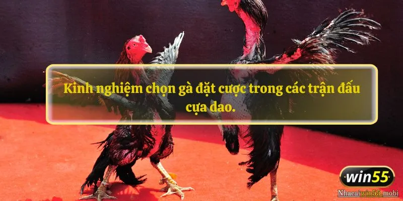 Kinh nghiệm chọn gà đặt cược trong các trận đấu cựa dao. 