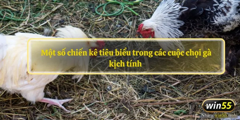 Một số chiến kê tiêu biểu trong các cuộc chọi gà kịch tính 