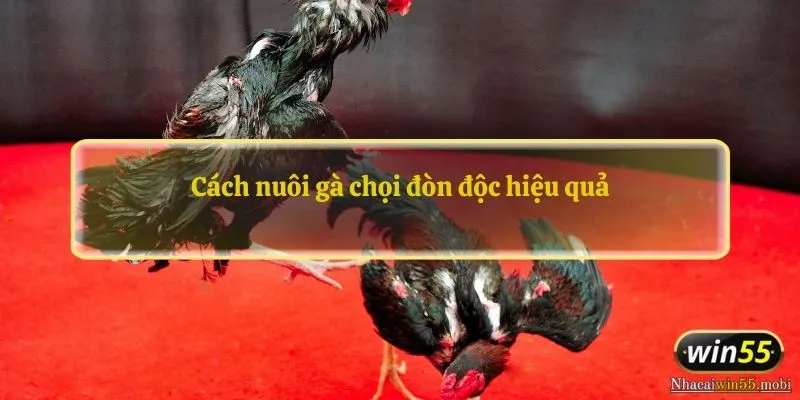 Cách nuôi gà chọi đòn độc hiệu quả