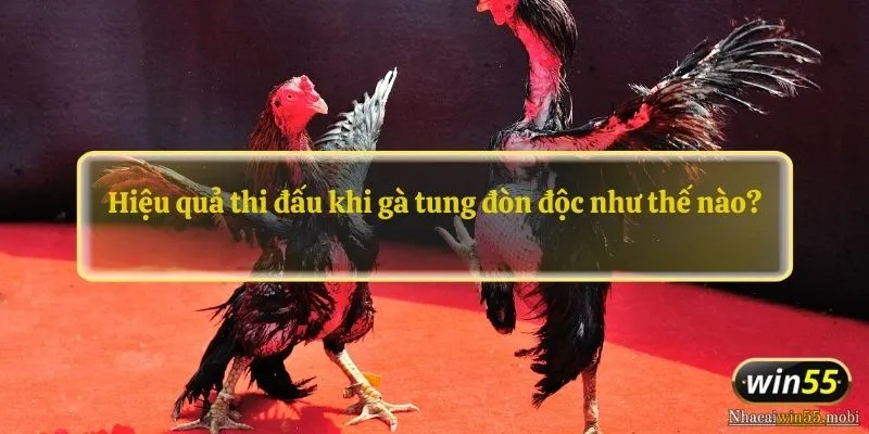 Hiệu quả thi đấu khi gà tung đòn độc như thế nào?